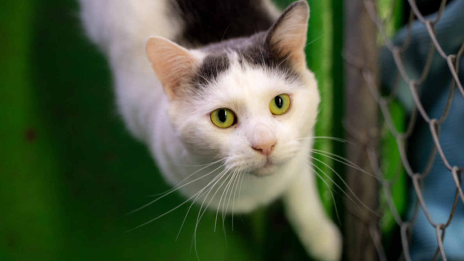 Pen Pal Annual Sponsorship Geelong Animal Welfare Society pen-pal-annual-sponsorship-geelong-animal-welfare-society