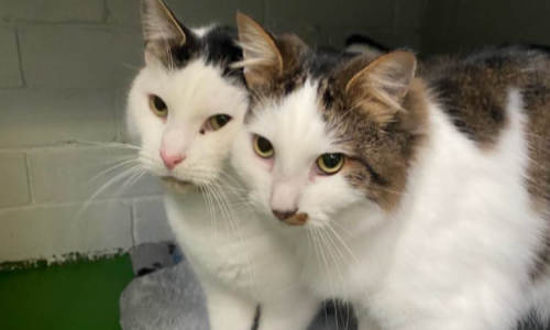 Cheap gaws lost cats Clearance